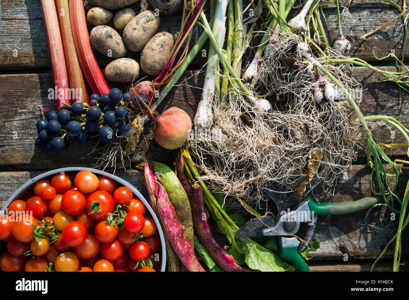 Appena raccolto di frutta e verdura steso su un banco di lavoro su un riparto giardino, aberystwyth wales uk (cipolle, uva, pomodori, fave, rabarbaro, patate) Foto Stock