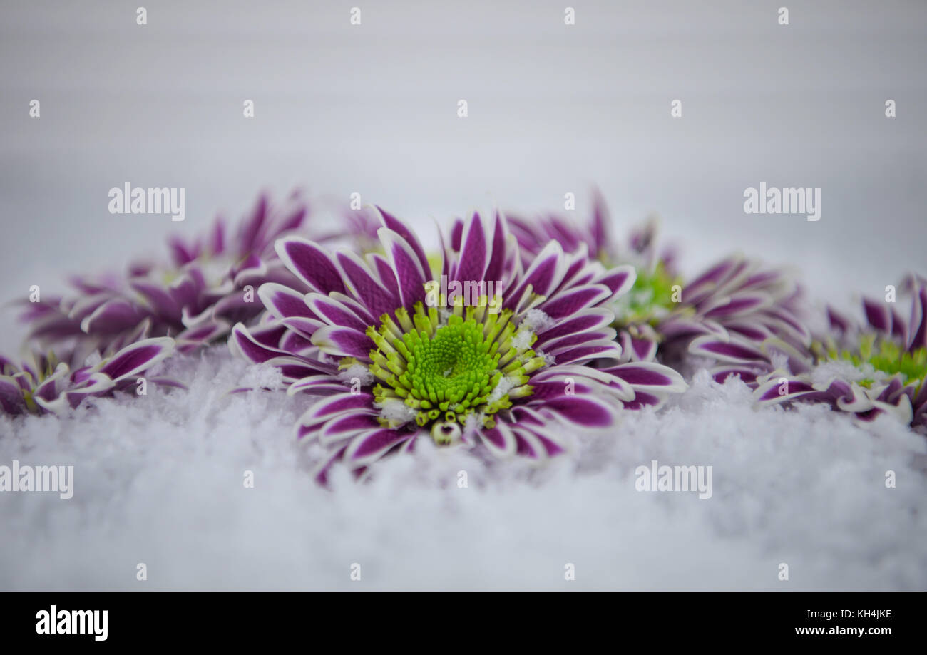 Colore fotografia stagionale con immagine reale fresca viola e verde fiori invernali nella neve con sfondo bianco presa sulla costa Sud Inghilterra REGNO UNITO Foto Stock