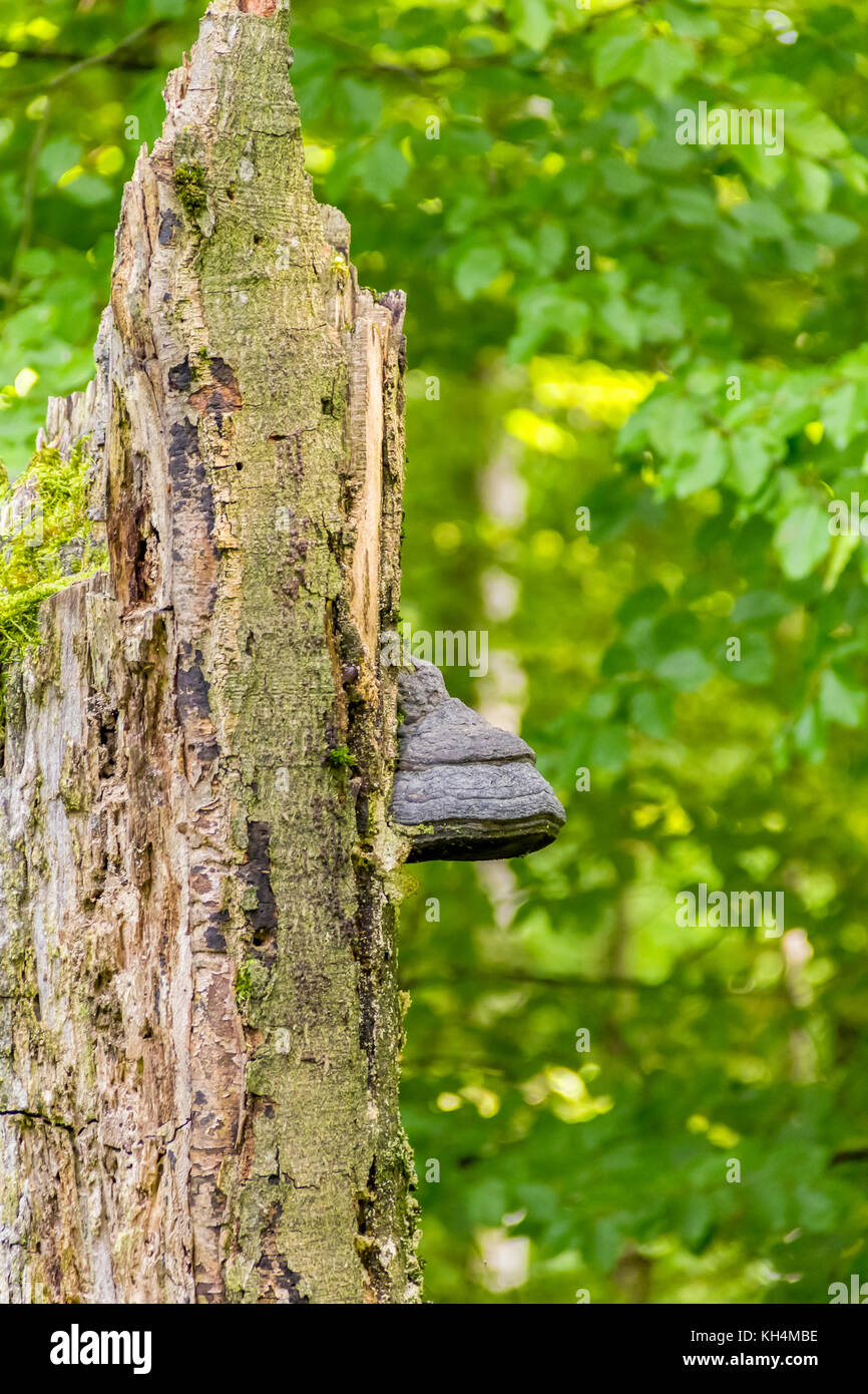 Dettaglio shot che mostra un fungo tinder su un ceppo di albero Foto Stock