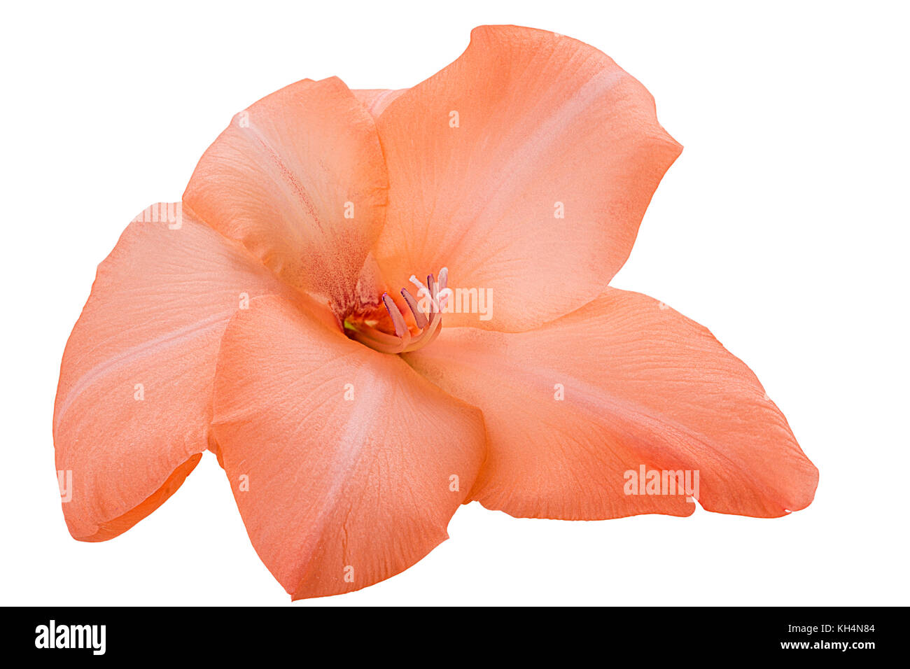 Bel colore arancione gladiolus fiore isolato su sfondo bianco. percorso di clipping. tutta la profondità di campo. Foto Stock