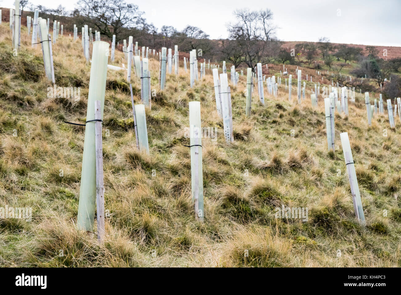 Gli alberi giovani. Recentemente piantati alberelli con struttura di protezione tubi in pvc, protezioni in plastica, su di una collina, Derbyshire, Peak District, REGNO UNITO Foto Stock