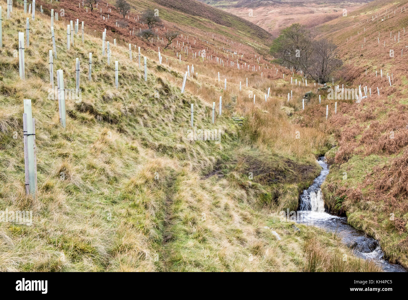 Appena piantato alberi con elementi di protezione per alberi o ripari di protezione su di una collina a Jaggers Clough, Derbyshire, Peak District, REGNO UNITO Foto Stock