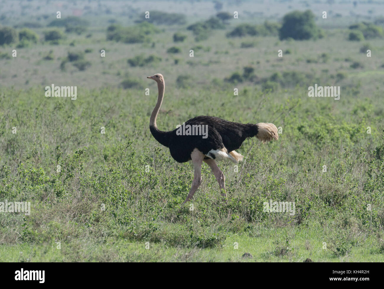 Uno struzzo comune maschile (Struthio camelus) Foto Stock