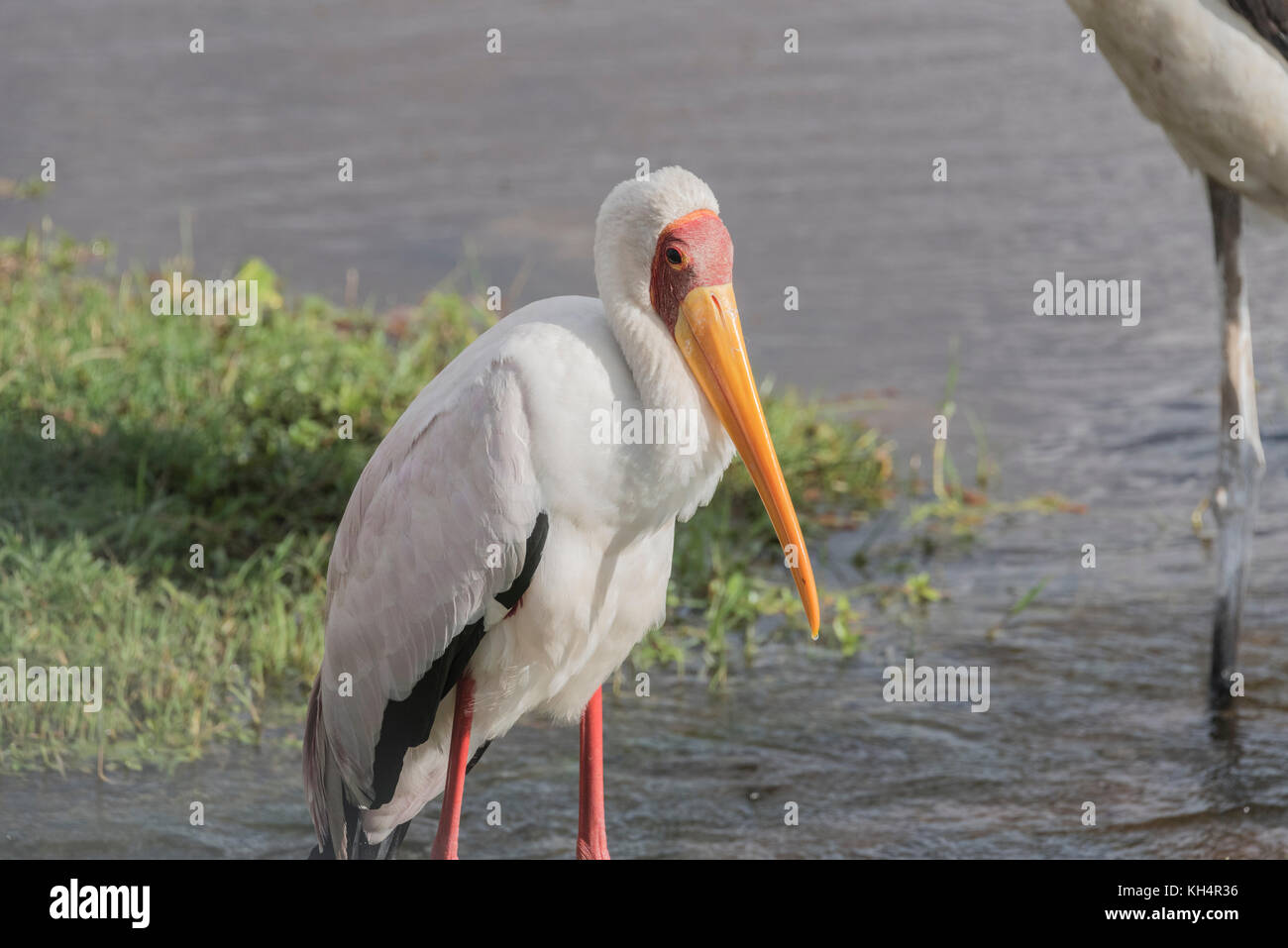 Giallo-fatturati Stork (Mycteria ibis) Foto Stock