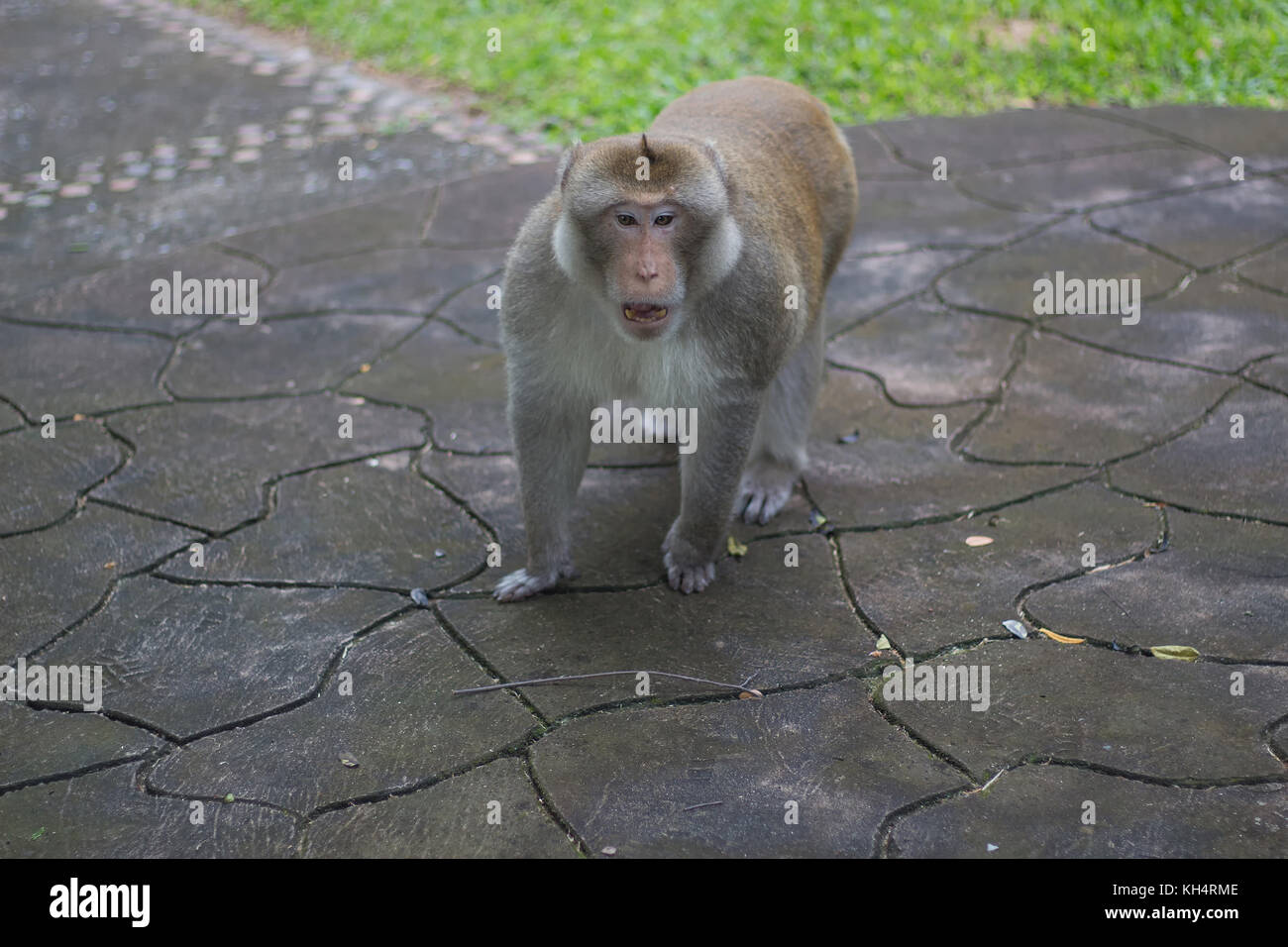 Scimmia marrone passeggiate nel parco, Close-up monkey selezionare focus, scimmie asiatiche Foto Stock