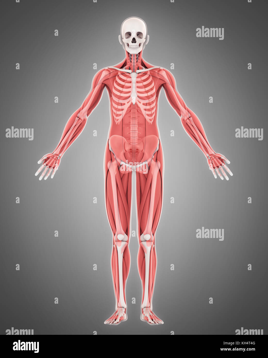 Scheletro umano e anatomia muscolare Foto Stock
