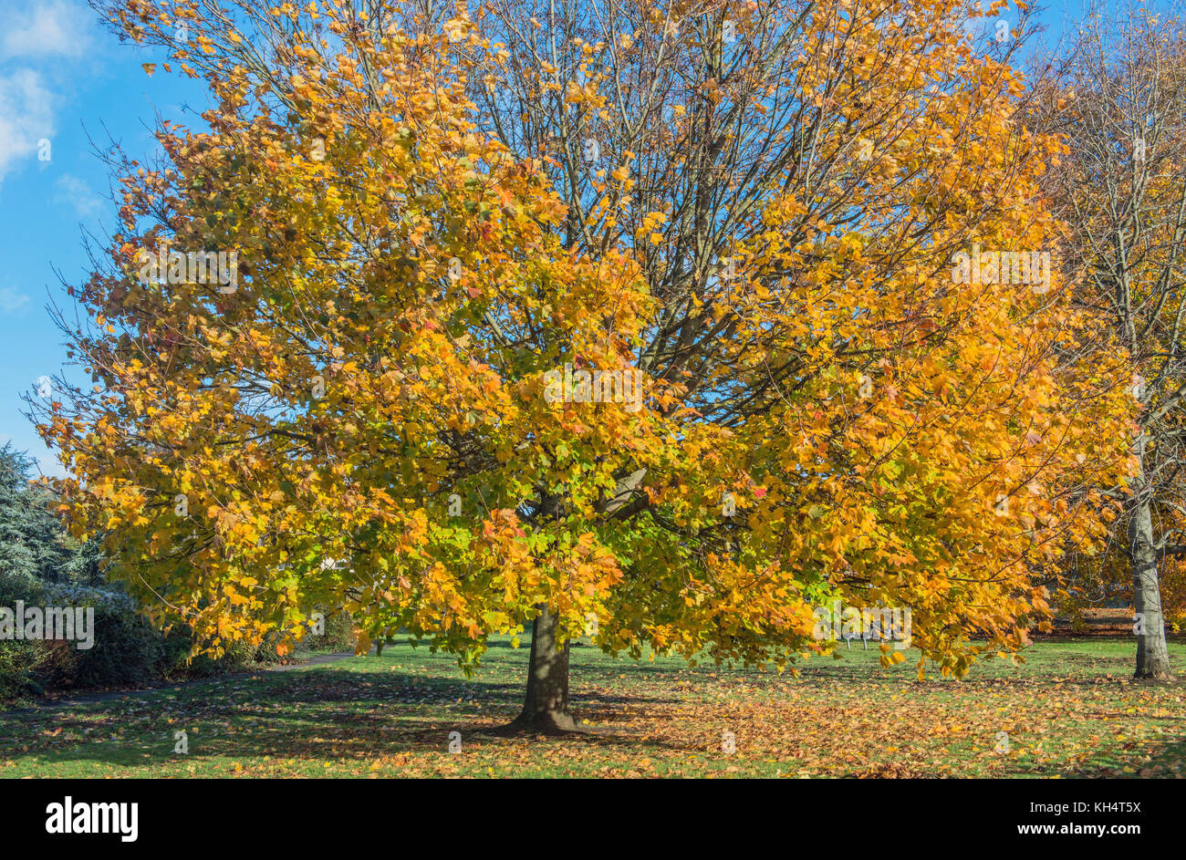 Autunno Acer Tree nel Parco Bradford on Avon Wiltshire Foto Stock