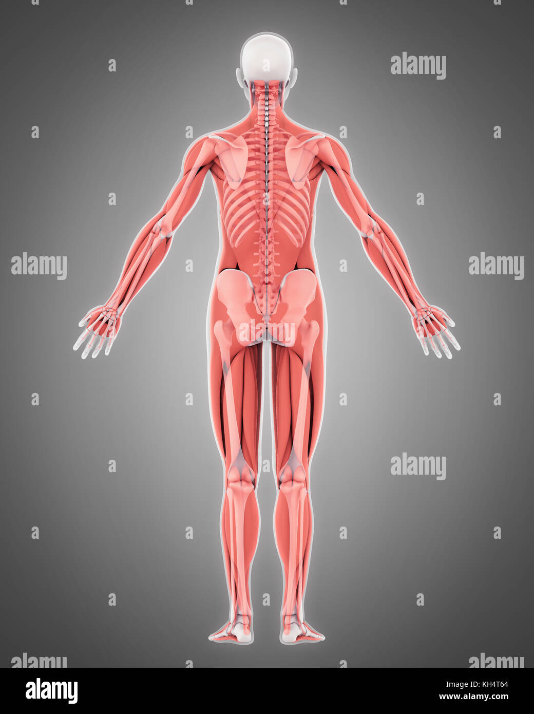 Scheletro umano e anatomia muscolare Foto Stock