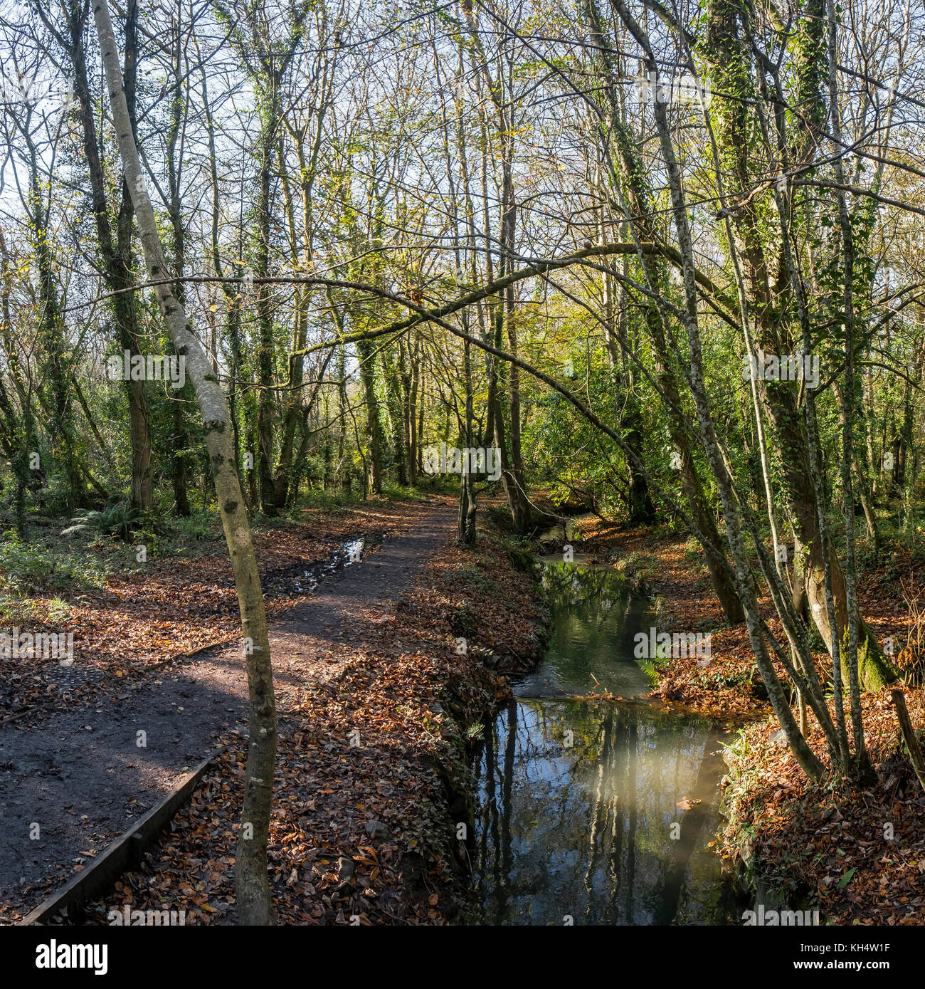 Luce solare autunnale a Tehidy Country Park Cornwall UK. Foto Stock