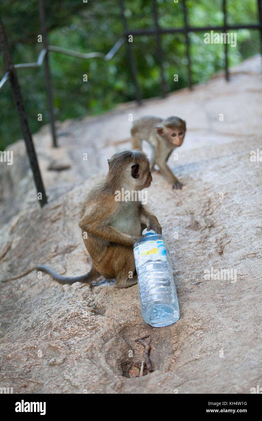 Cheeky Monkey Foto Stock