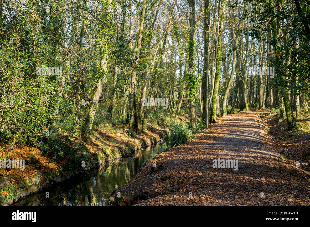 Luce solare autunnale a Tehidy Country Park Cornwall UK. Foto Stock
