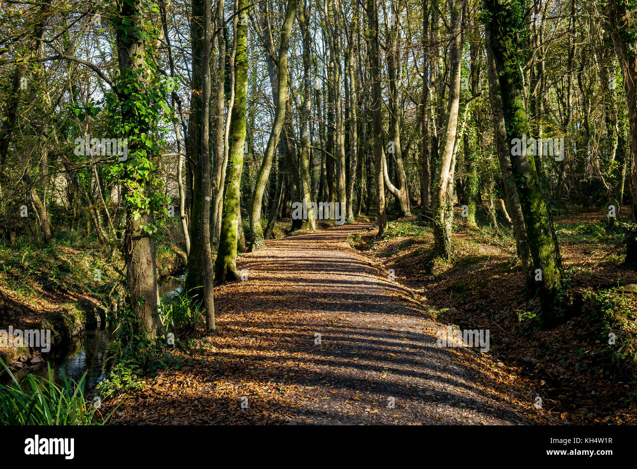 Una soleggiata giornata autunnale nel Tehidy Country Park Cornwall UK. Foto Stock