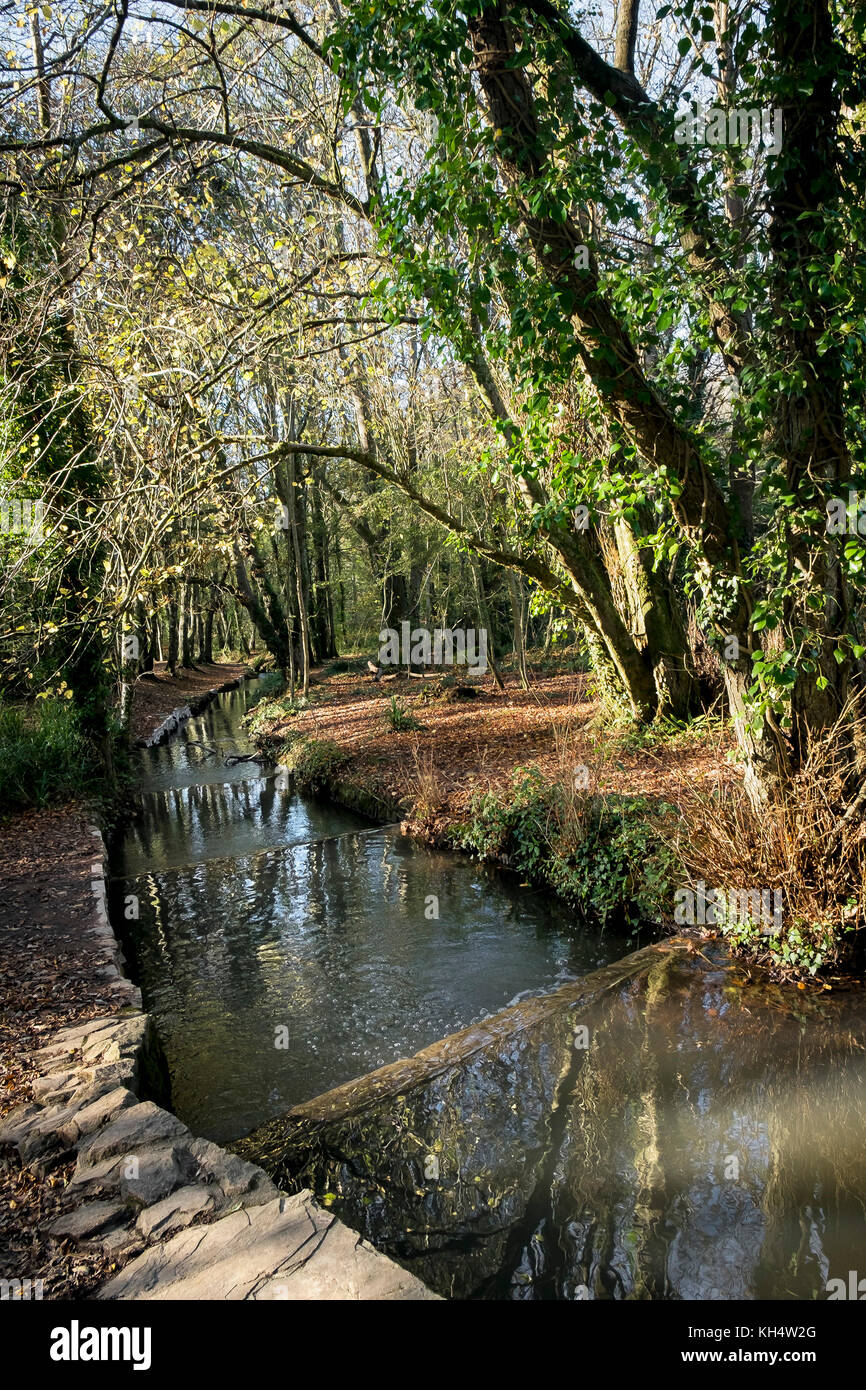 Un fiume che scorre attraverso un autunnale Tehidy Country Park Cornwall UK. Foto Stock