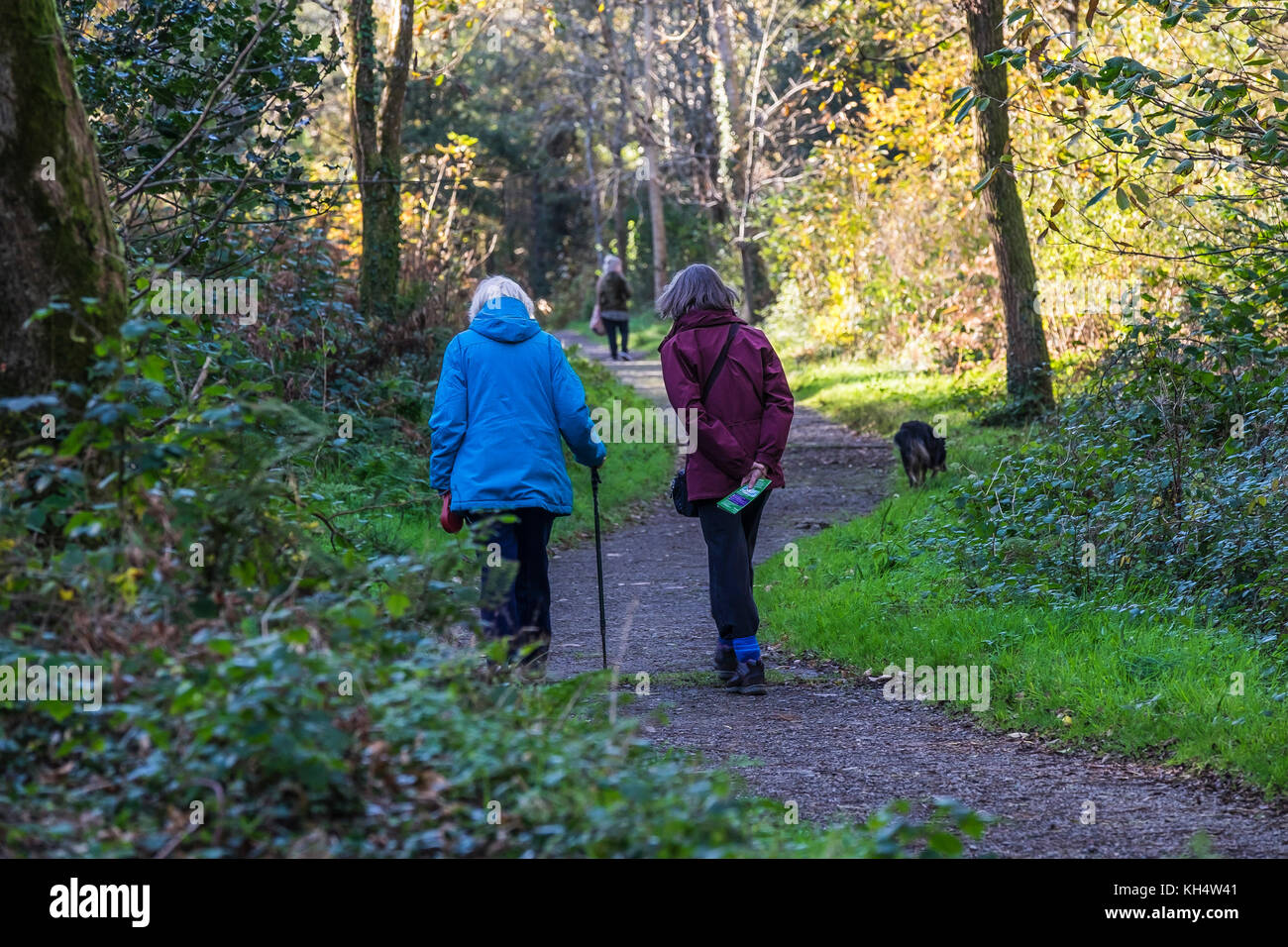 Escursionisti persone che camminano attraverso un autunnale Tehidy Country Park Cornwall UK. Foto Stock