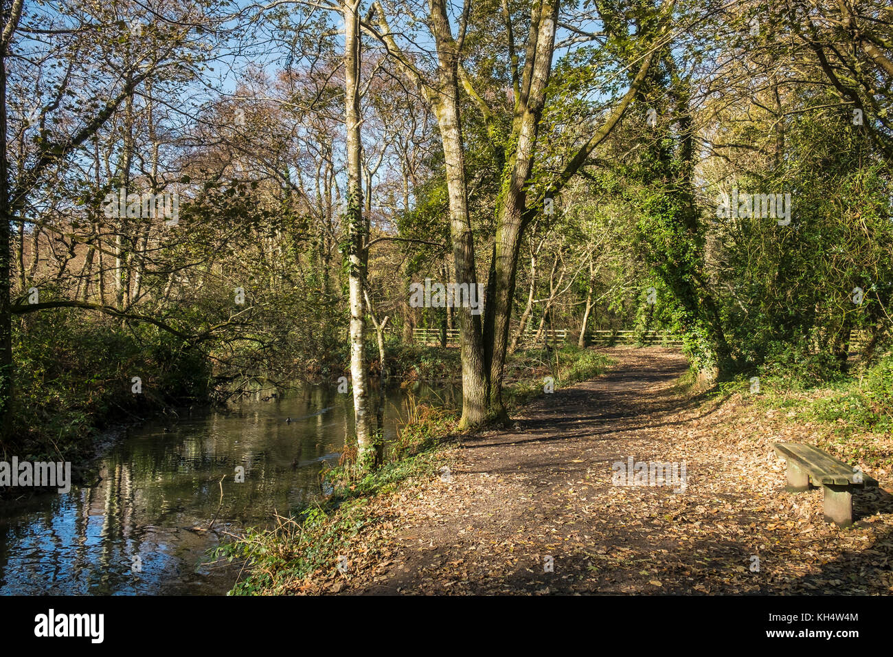 Luce autunnale nel Tehidy Country Park Cornwall. Foto Stock