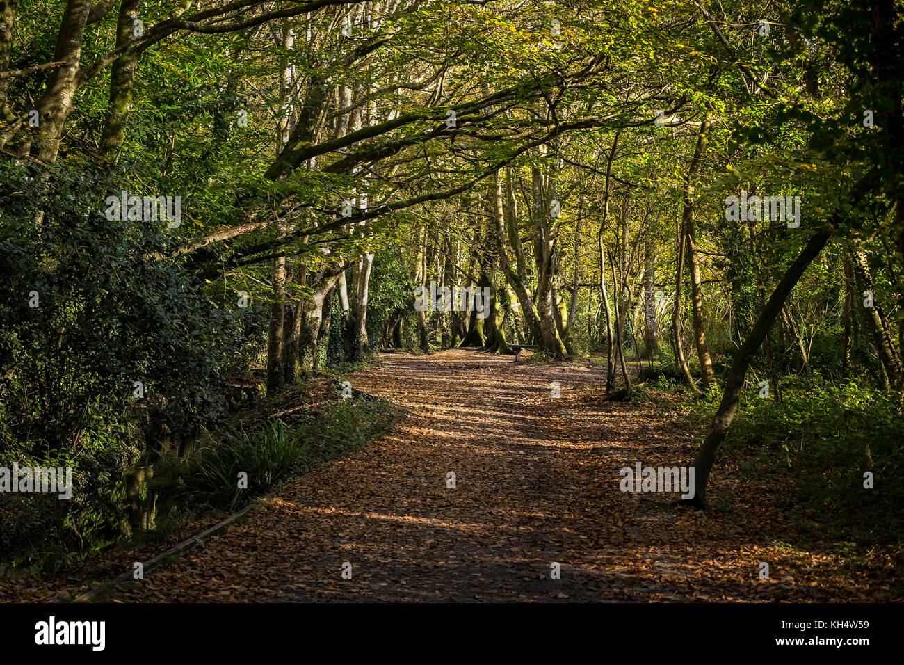 Una giornata autunnale a Tehidy Country Park, Cornovaglia, Regno Unito. Foto Stock