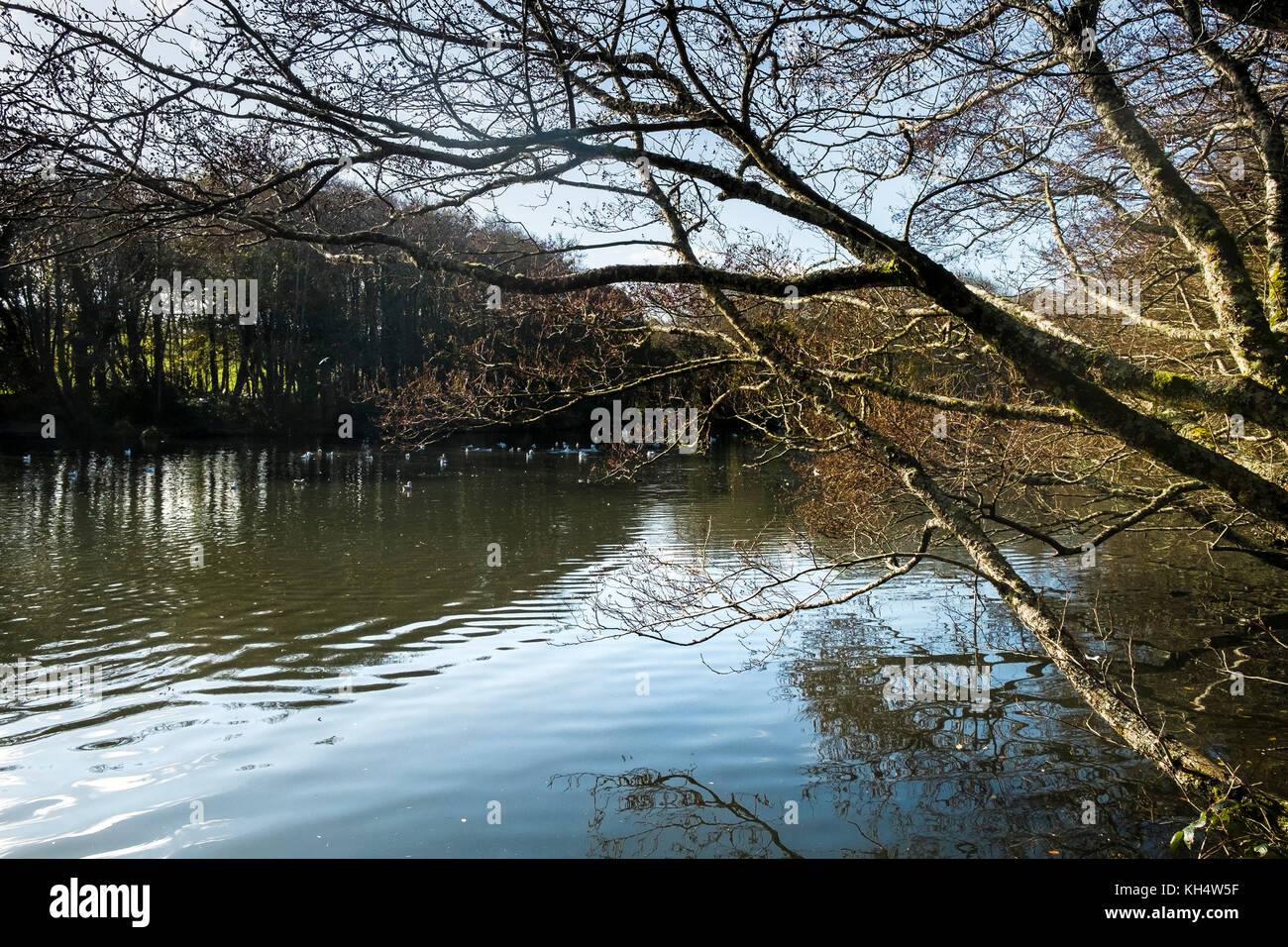 Luce autunnale sul lago in Tehidy Woods Cornwall UK Foto Stock