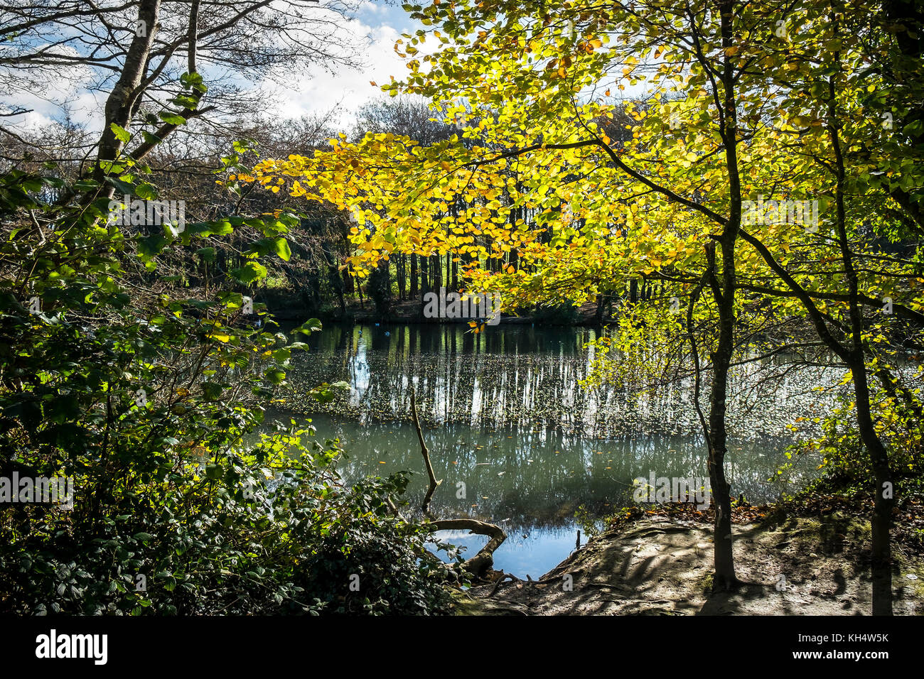 Luce autunnale attraverso il fogliame nel Tehidy Country Park Cornwall UK. Foto Stock