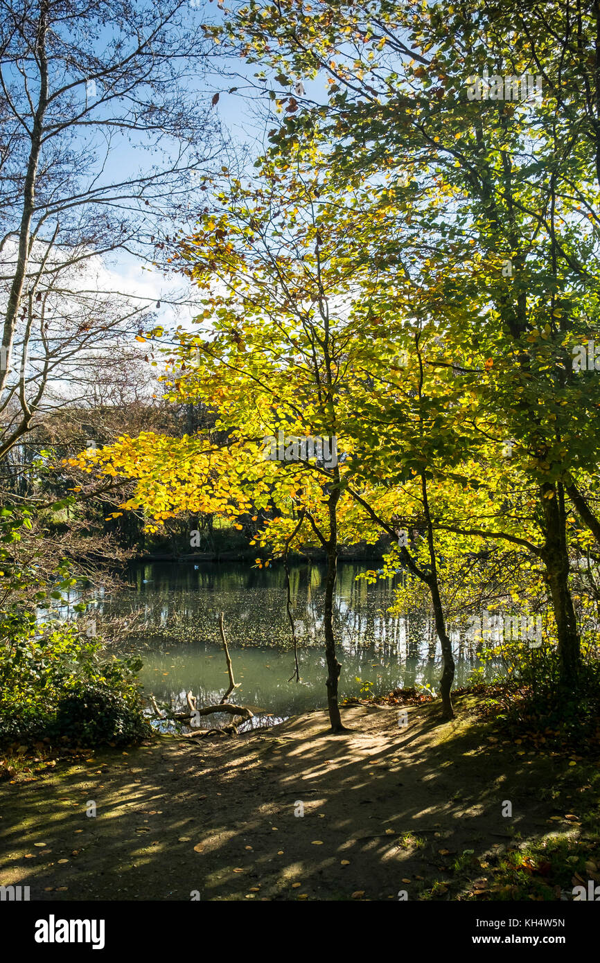 Luce solare autunnale attraverso il fogliame nel Tehidy Country Park Cornwall UK. Foto Stock