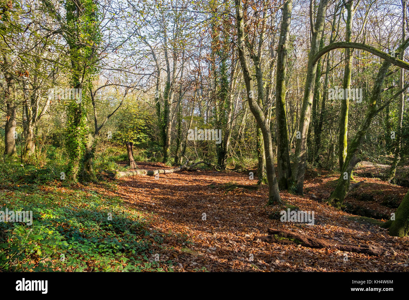 Luce autunnale nel Tehidy Country Park Cornwall UK. Foto Stock