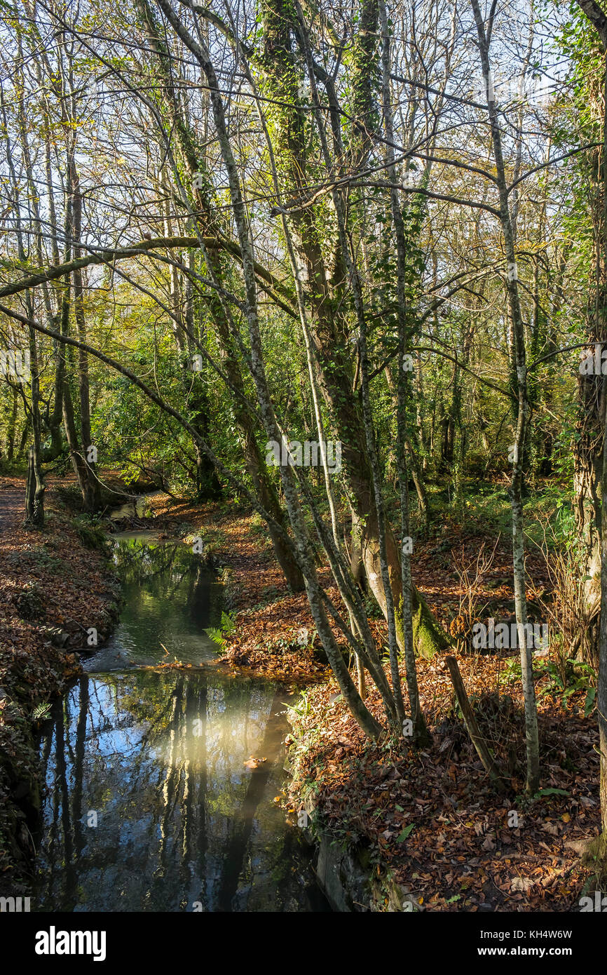Un fiume che scorre attraverso un autunnale Tehidy Country Park Cornwall UK. Foto Stock