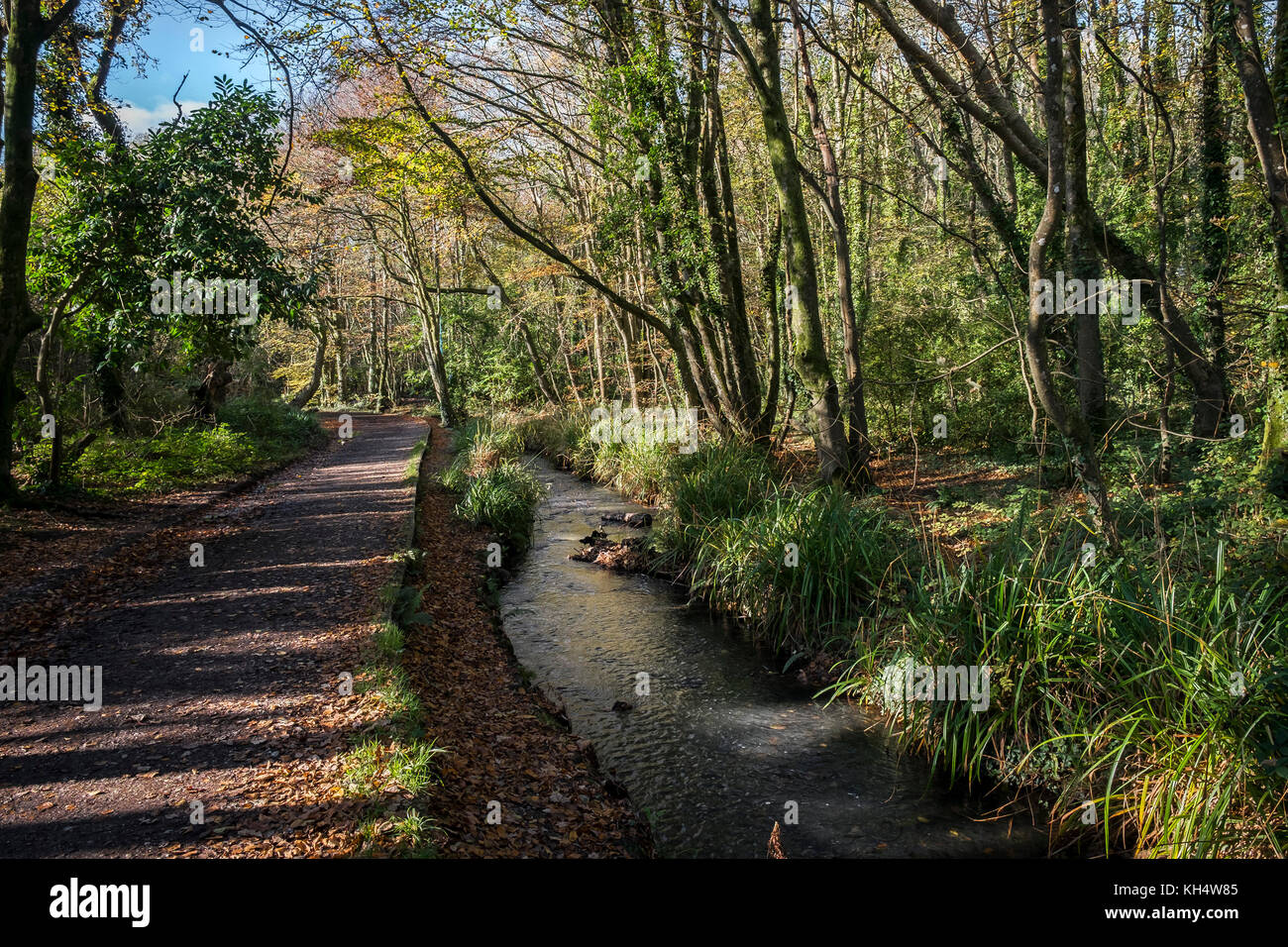 Un fiume che scorre attraverso un autunnale Tehidy Country Park Cornwall UK. Foto Stock
