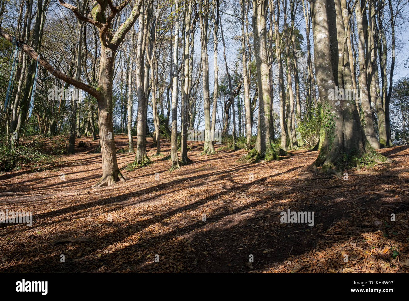 Autunno a Tehidy Country Park Cornovaglia Regno Unito. Foto Stock