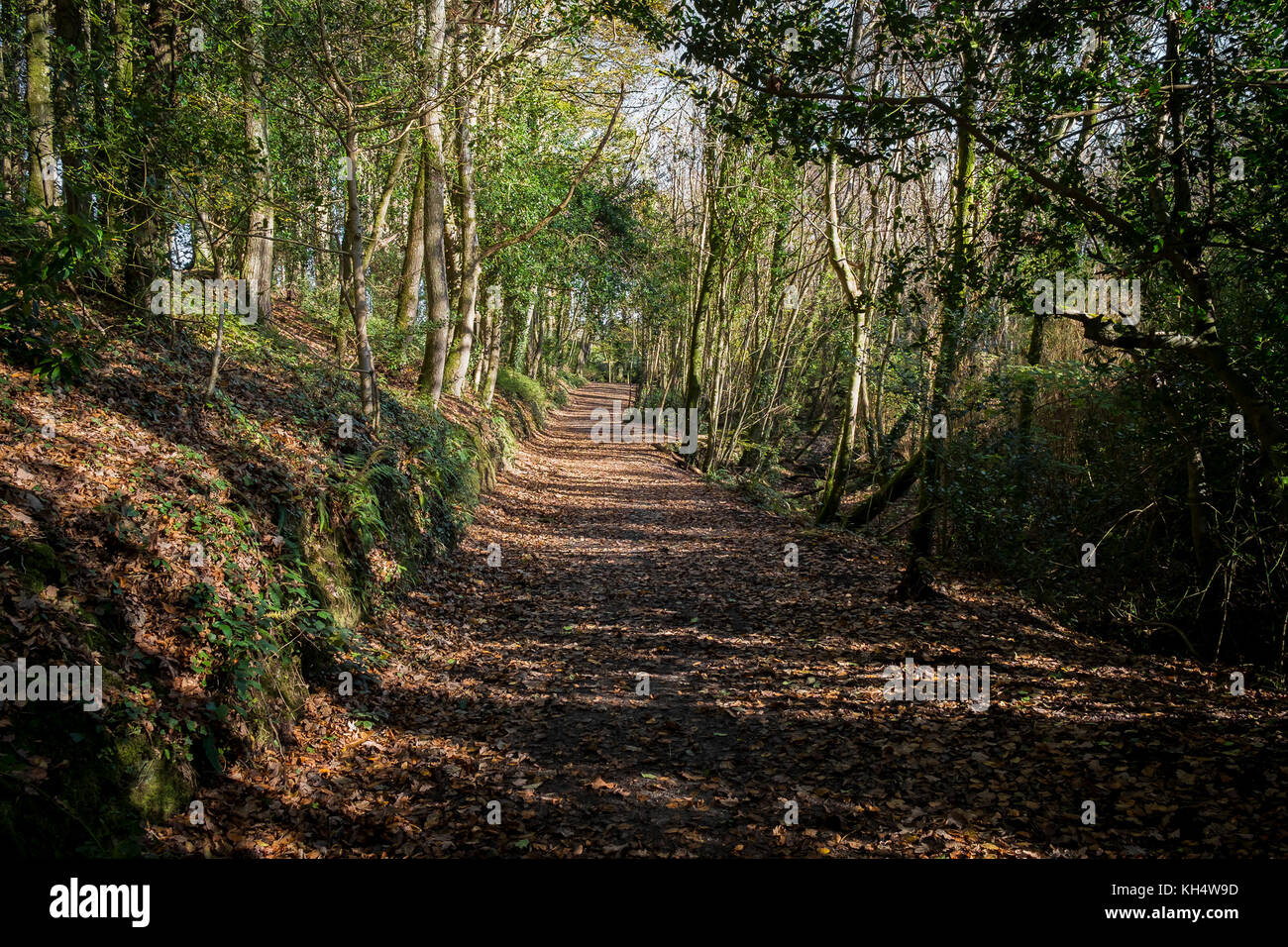 Foglie autunnali che coprono un sentiero nel Tehidy Country Park Cornwall UK. Foto Stock