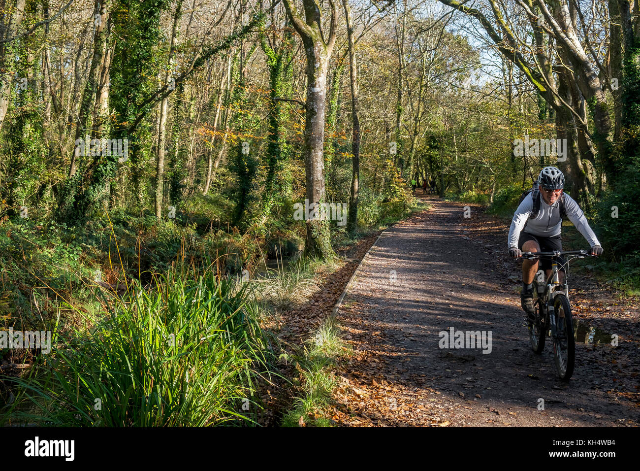 Un ciclista di mountain bike che corre lungo una pista in un autunnale Tehidy Country Park Cornwall UK. Foto Stock