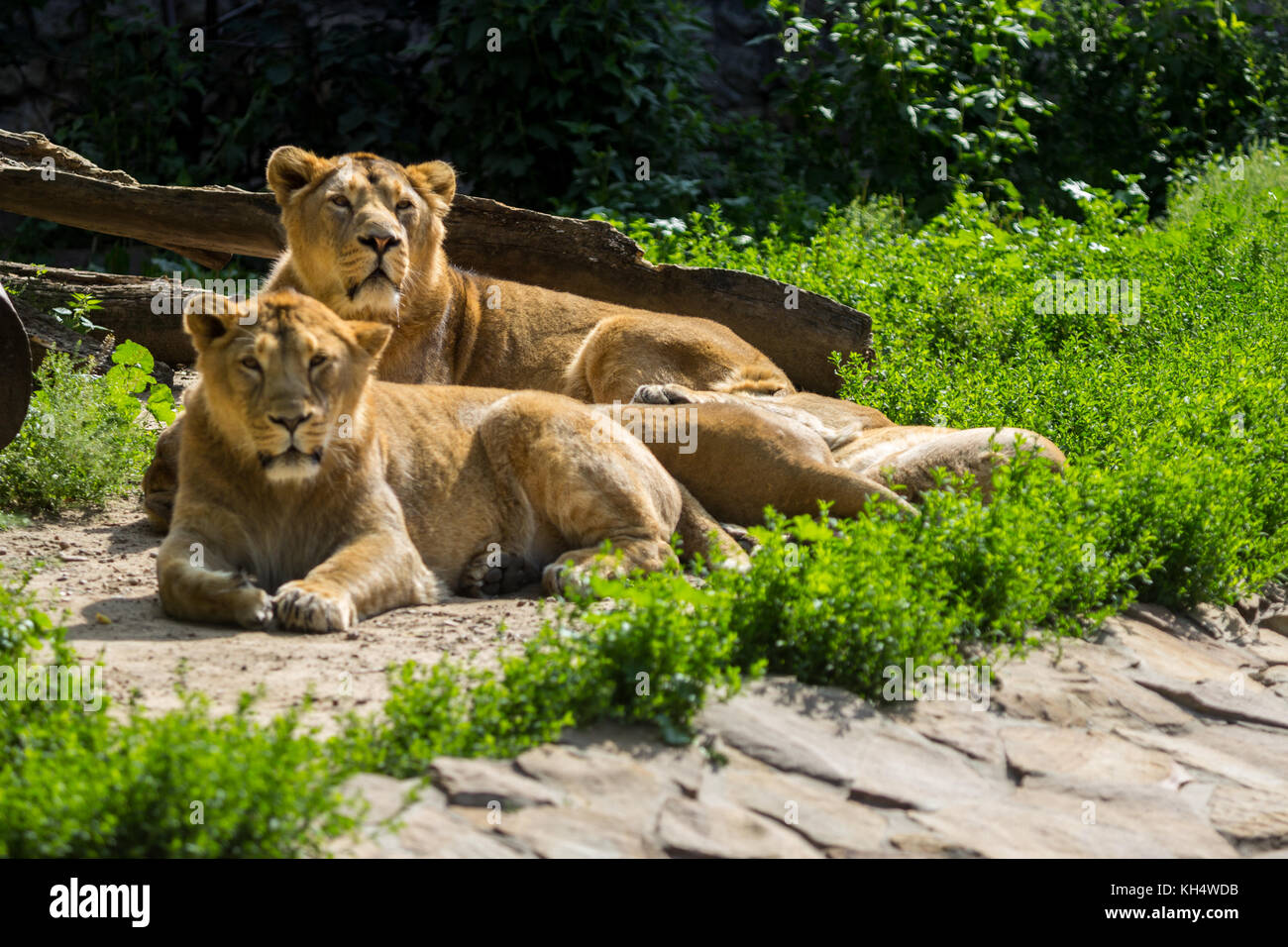 Lion pride riposa dopo la caccia, maschio e femmina asiatica di Lion Foto Stock