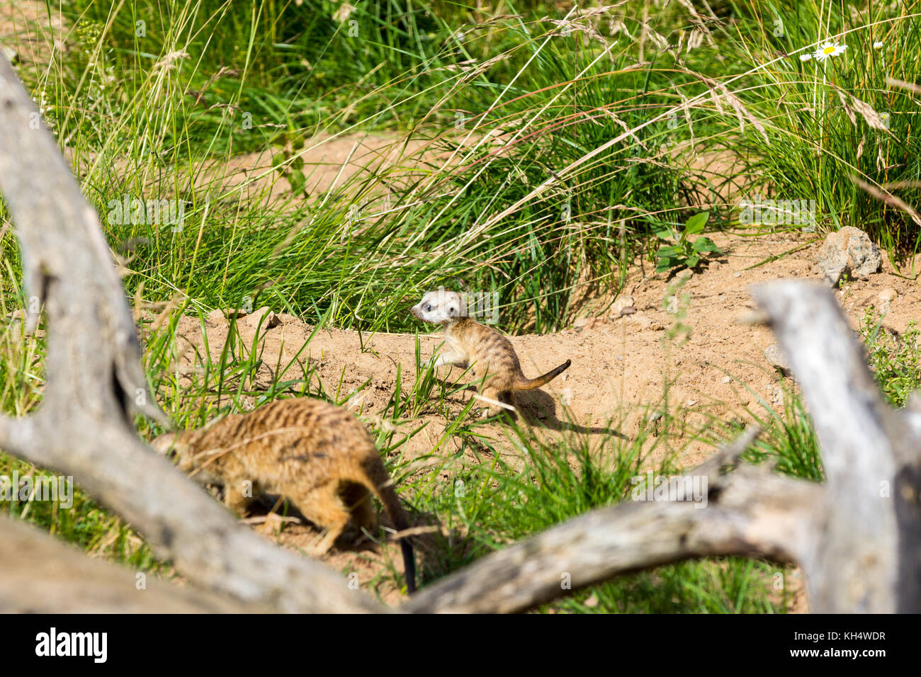 La madre ha preso il cucciolo fuori dal foro per la prima volta Foto Stock