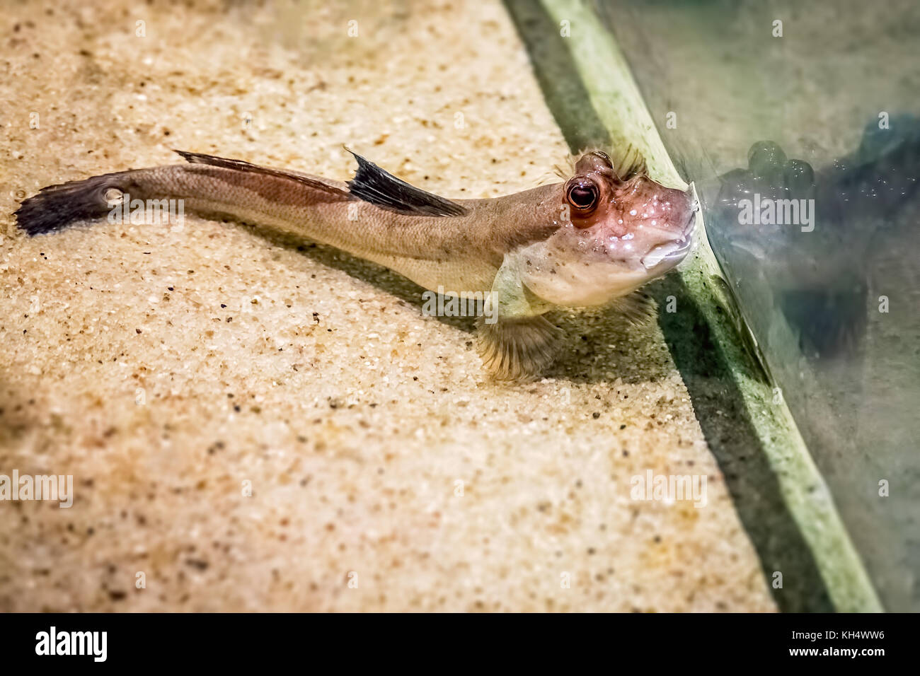 Piccolo fango skipper guardando attraverso il vetro in acquario Foto Stock