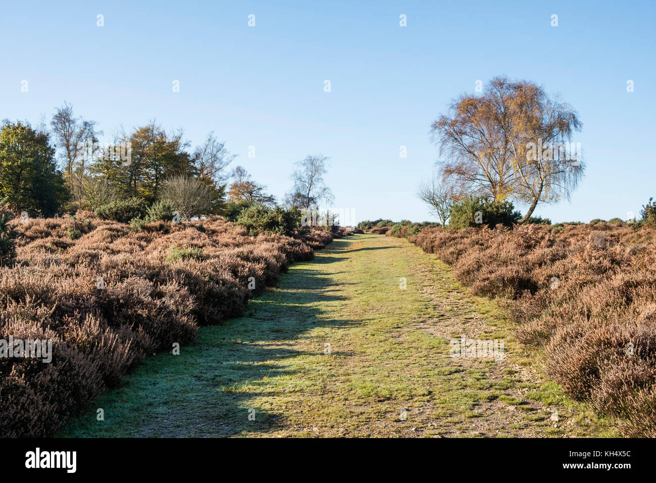 Il nuovo sentiero forestale o via attraverso heather brughiera coperta con argento betulla in colori autunnali, Hampshire, Inghilterra, Regno Unito Foto Stock
