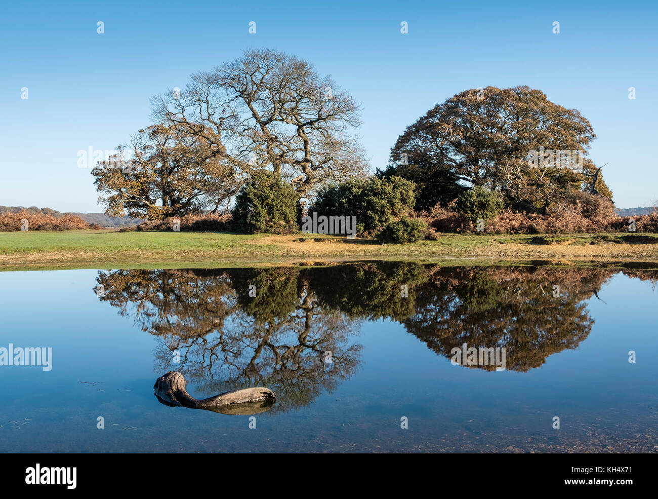 Alberi riflessa nelle calme acque di stagno Mogshade nella nuova foresta, Hampshire, Inghilterra, Regno Unito Foto Stock