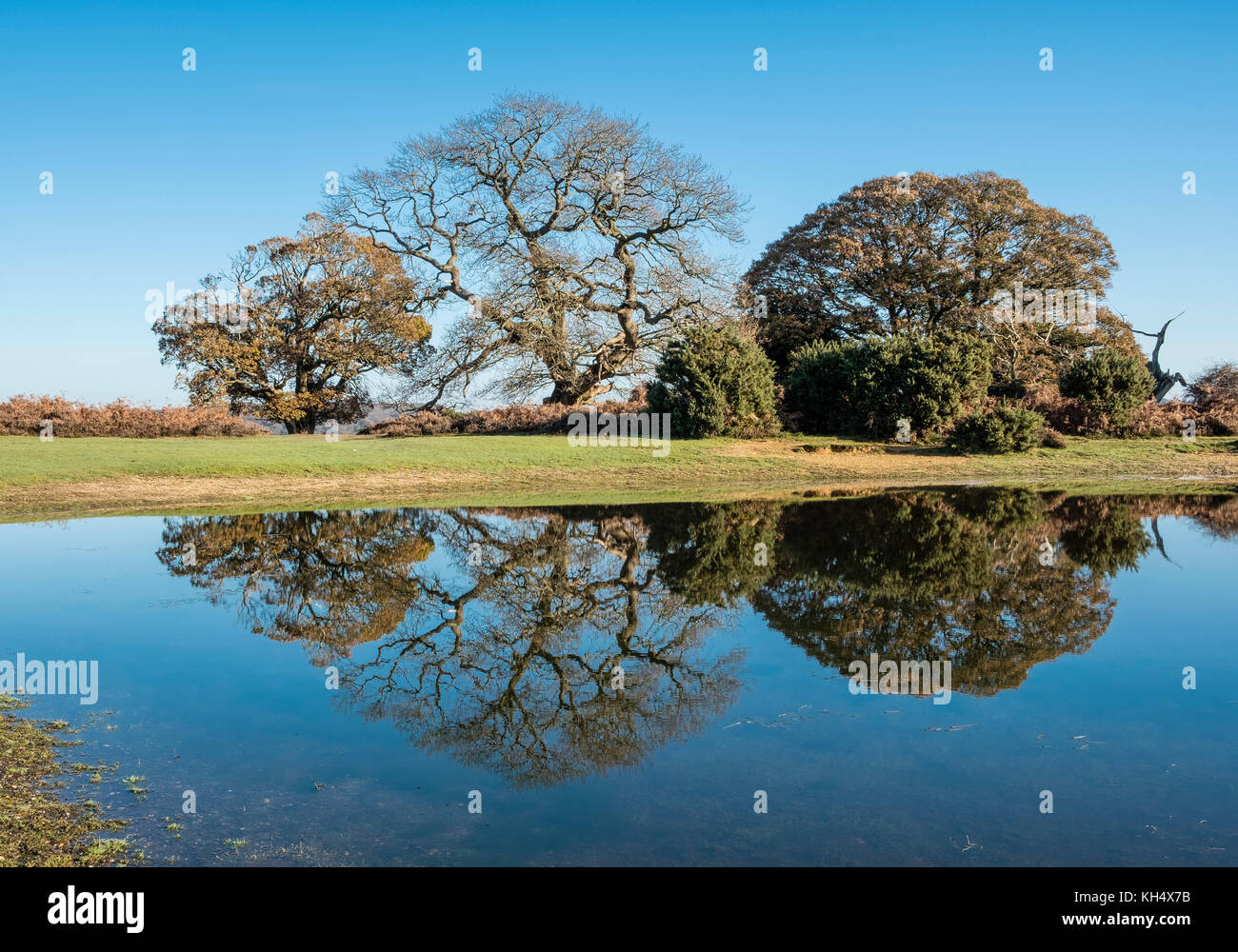 Alberi riflessa nelle calme acque di stagno Mogshade nella nuova foresta, Hampshire, Inghilterra, Regno Unito Foto Stock