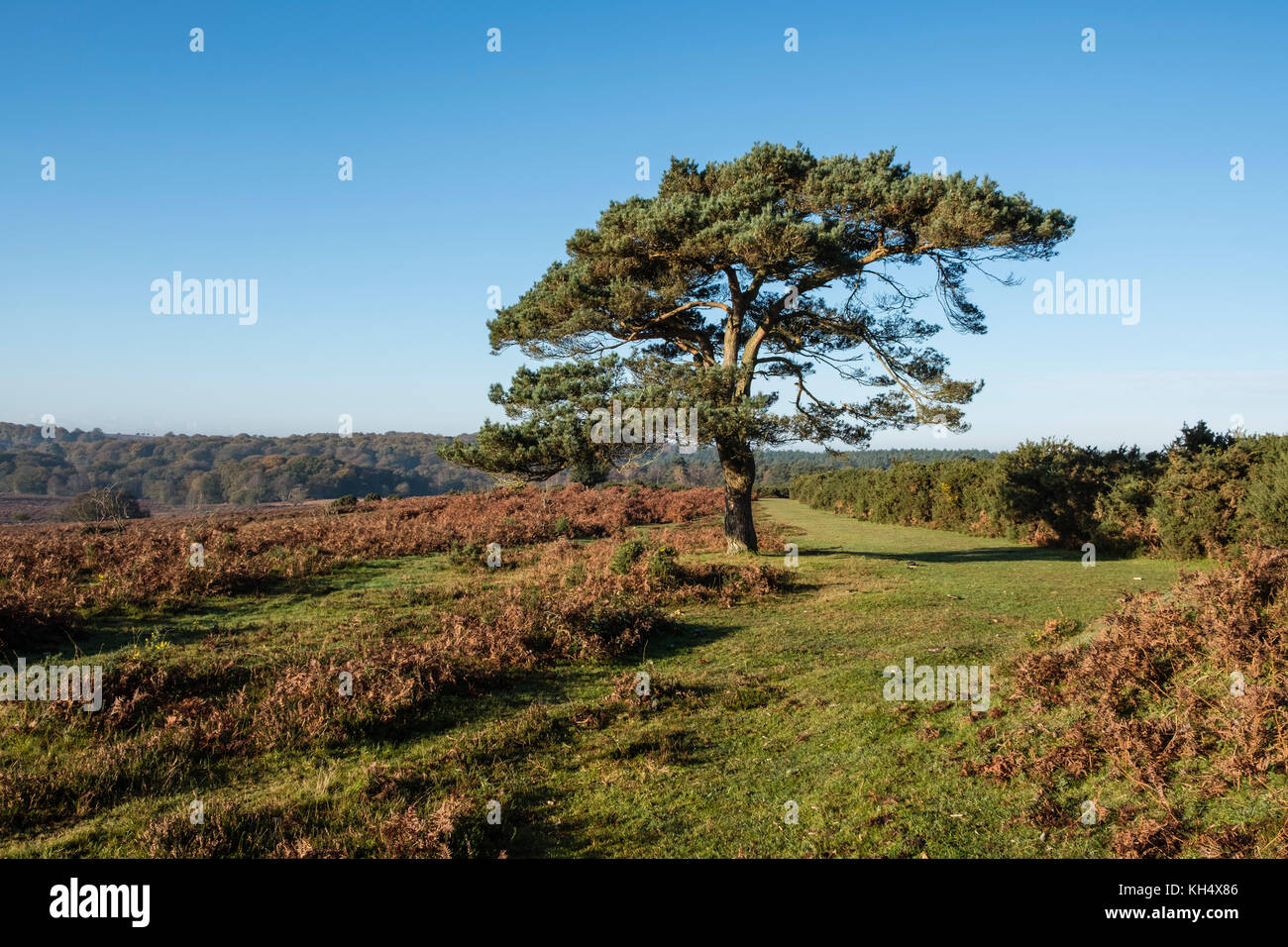 Un Lone Pine Tree nel nuovo Parco Nazionale Foreste sulla brughiera in autunno con un percorso attraverso heather, Hampshire, Inghilterra, Regno Unito Foto Stock