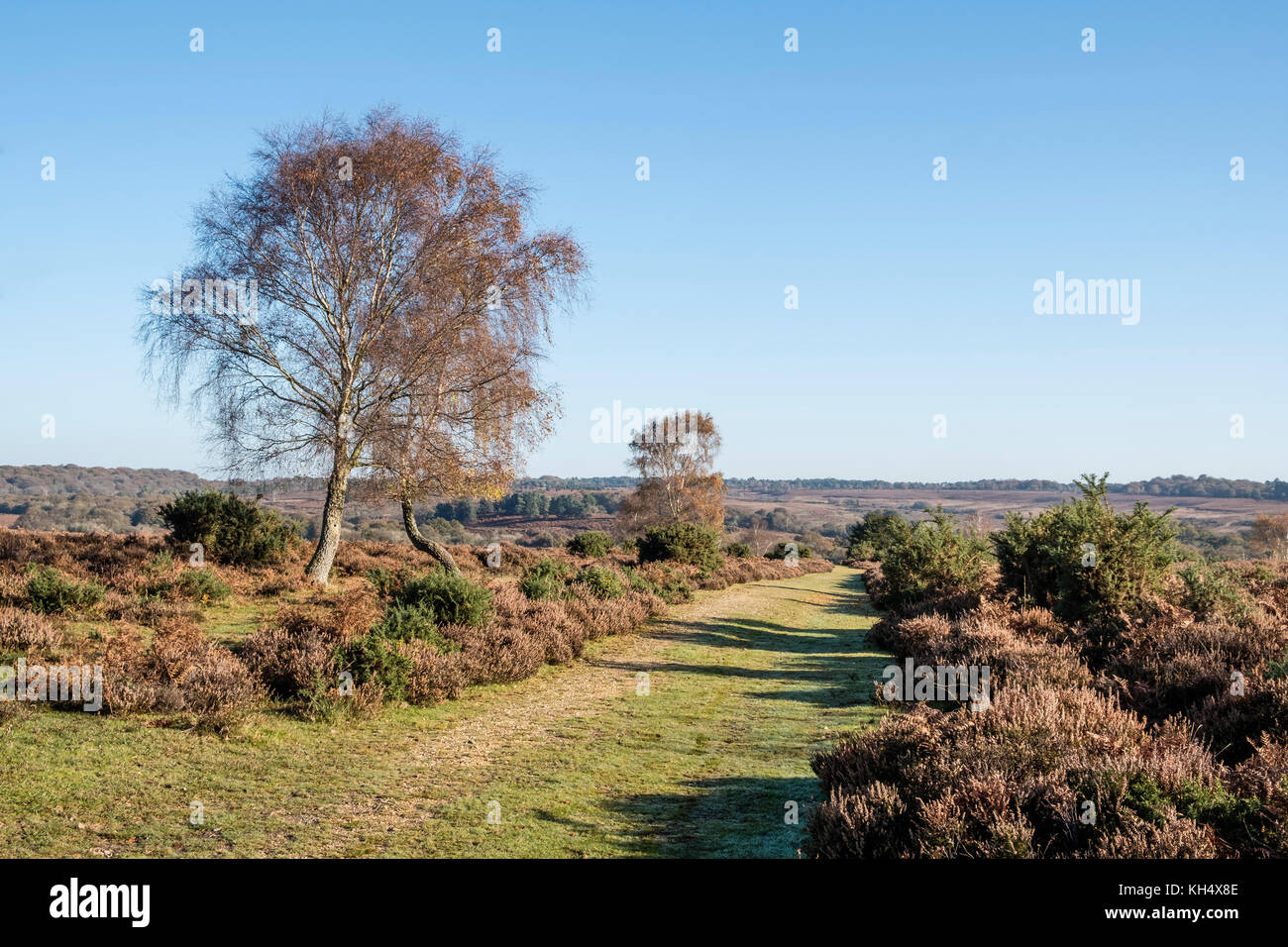 Il nuovo sentiero forestale o via attraverso heather brughiera coperta con argento betulla in colori autunnali, Hampshire, Inghilterra, Regno Unito Foto Stock