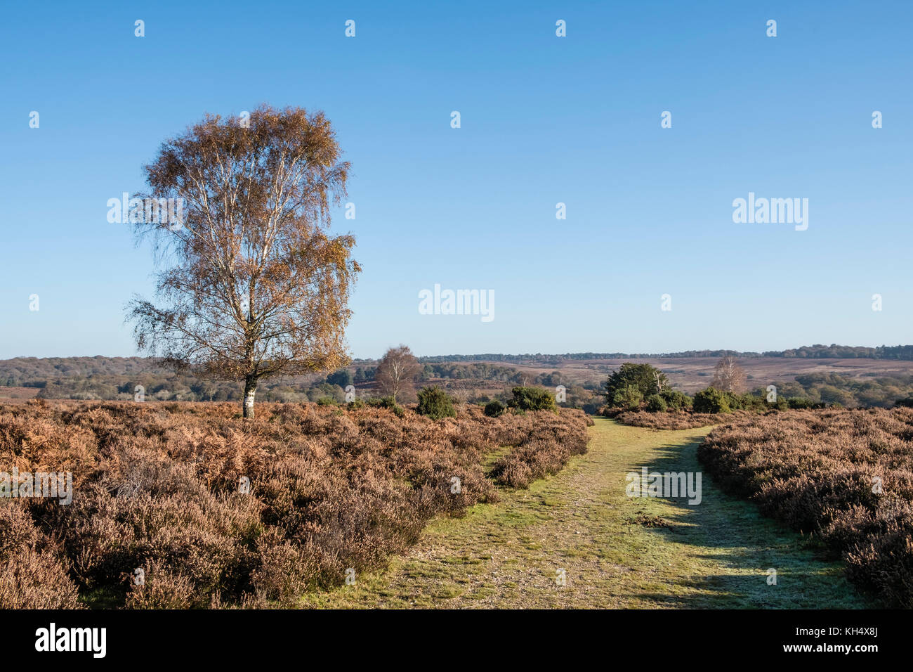 Il nuovo sentiero forestale o via attraverso heather brughiera coperta con argento betulla in colori autunnali, Hampshire, Inghilterra, Regno Unito Foto Stock