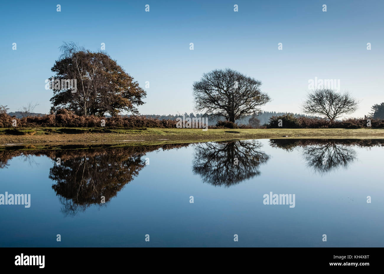 Alberi riflessa nelle calme acque di stagno Mogshade nella nuova foresta, Hampshire, Inghilterra, Regno Unito Foto Stock