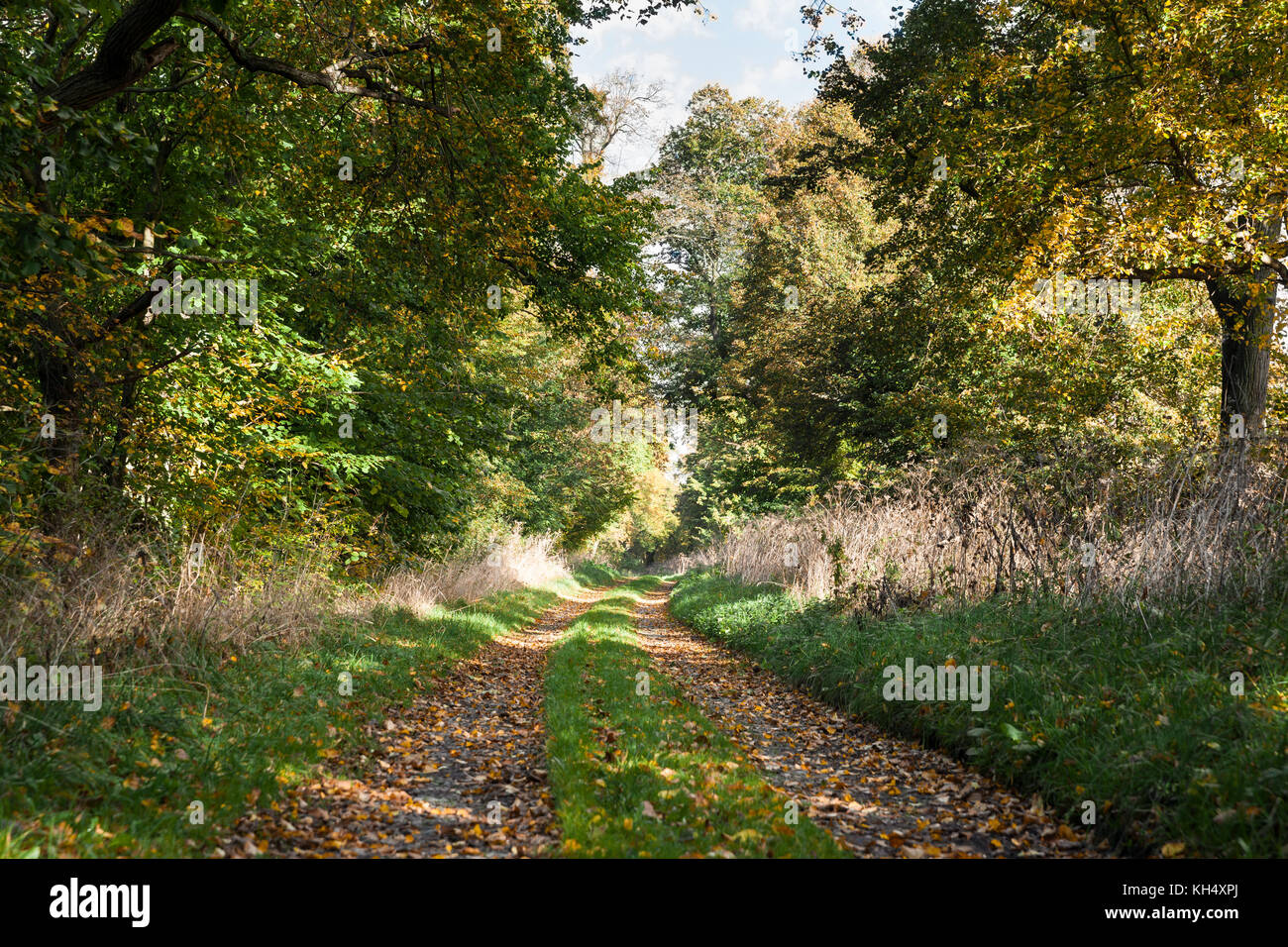 Forstweg durch Herbstlichen Wald Foto Stock