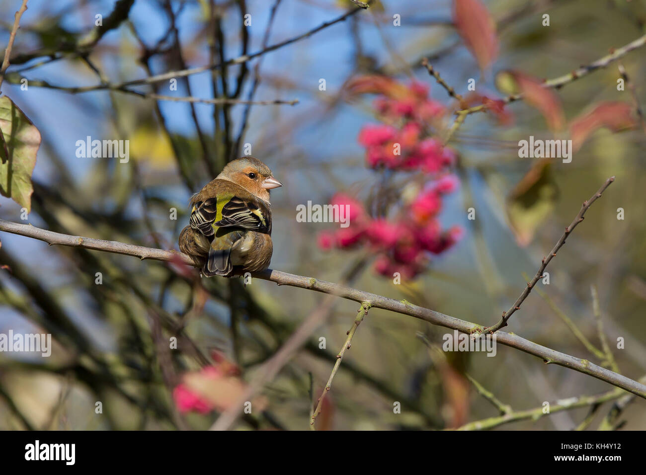 Vista posteriore ravvicinata di uccello selvatico maschio UK chaffinch (Fringilla coelebs) isolato, che si aggirano sul ramo in hedgerow guardando indietro sopra la sua spalla. Foto Stock