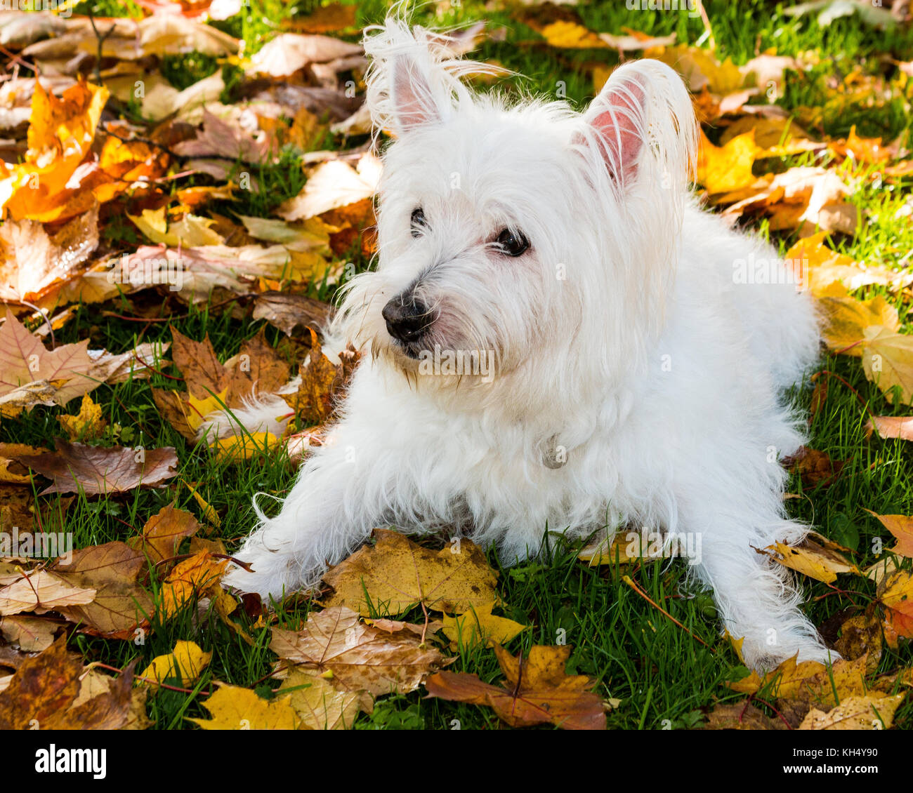 Un simpatico cane del West Highland whie terrier (westie) che riposa sulle foglie autunnali dopo una passeggiata nel parco Foto Stock