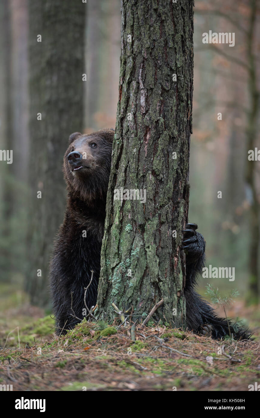 Orso bruno / Braunbaer ( Ursus arctos ), giocoso adolescente, nascondersi dietro a un albero, assomiglia a giocare a nascondino, divertente, l'Europa. Foto Stock