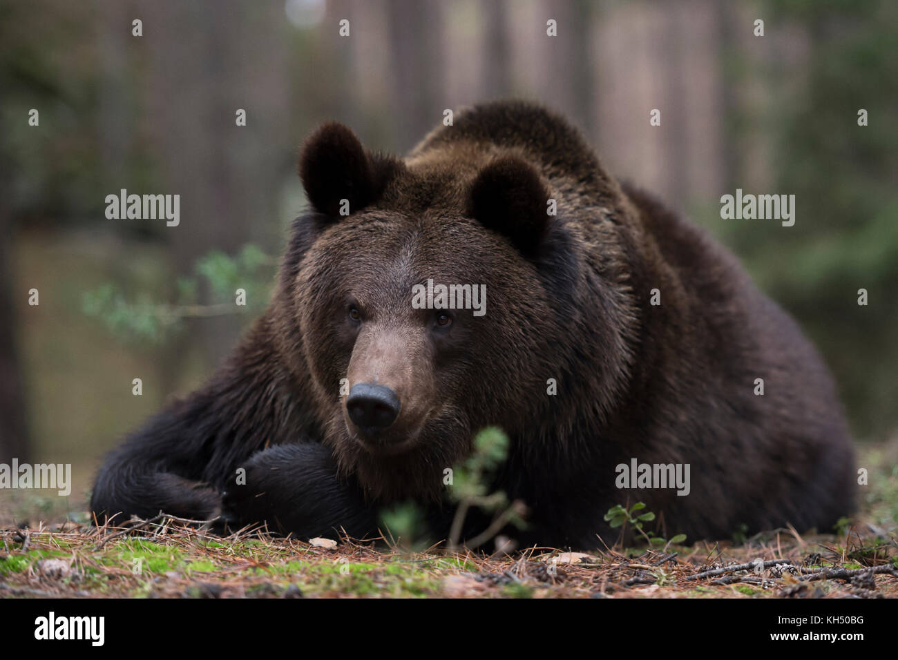 Orso bruno / Braunbaer ( Ursus arctos ), giovane adolescente, mentendo / riposando nella sottobosco di una pineta, guardando, Europa. Foto Stock