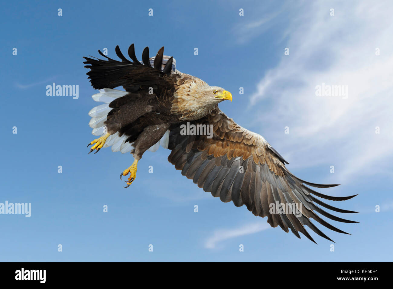 Aquila dalla coda bianca / Aquila di mare ( Haliaeetus albicilla ) impressionante adulto, in volo contro il cielo blu, caccia, appena prima di afferrare per la preda. Fauna selvatica Foto Stock