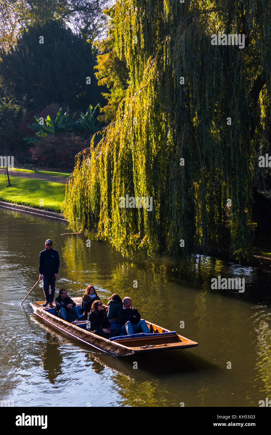 Punting sul fiume Cam accanto a un salice piangente albero nella "spalle", Cambridge, Cambridgeshire, Inghilterra, Regno Unito. Foto Stock