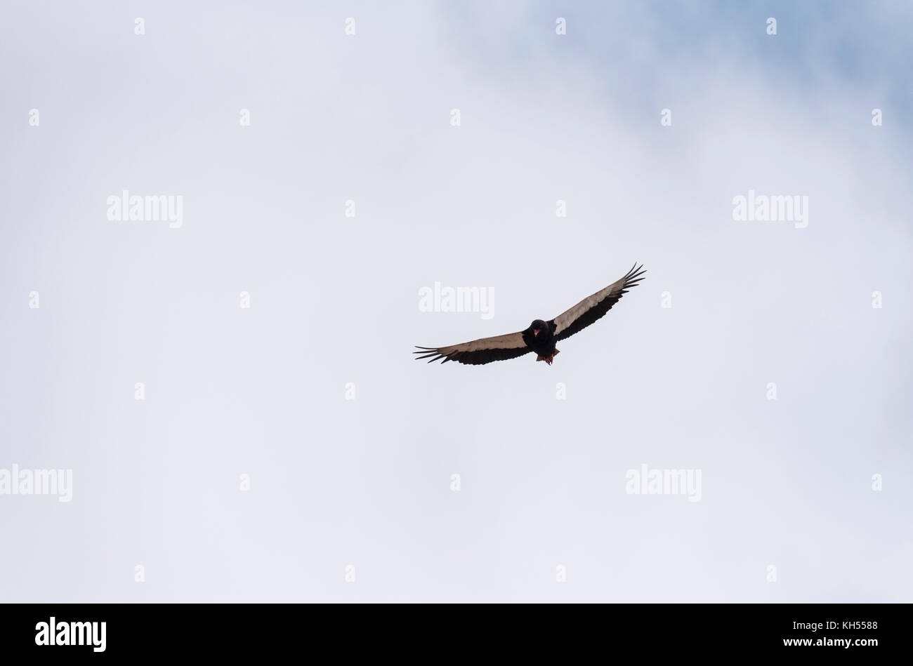 Un impennata Bateleur Eagle (Terathopius ecaudatus) Foto Stock