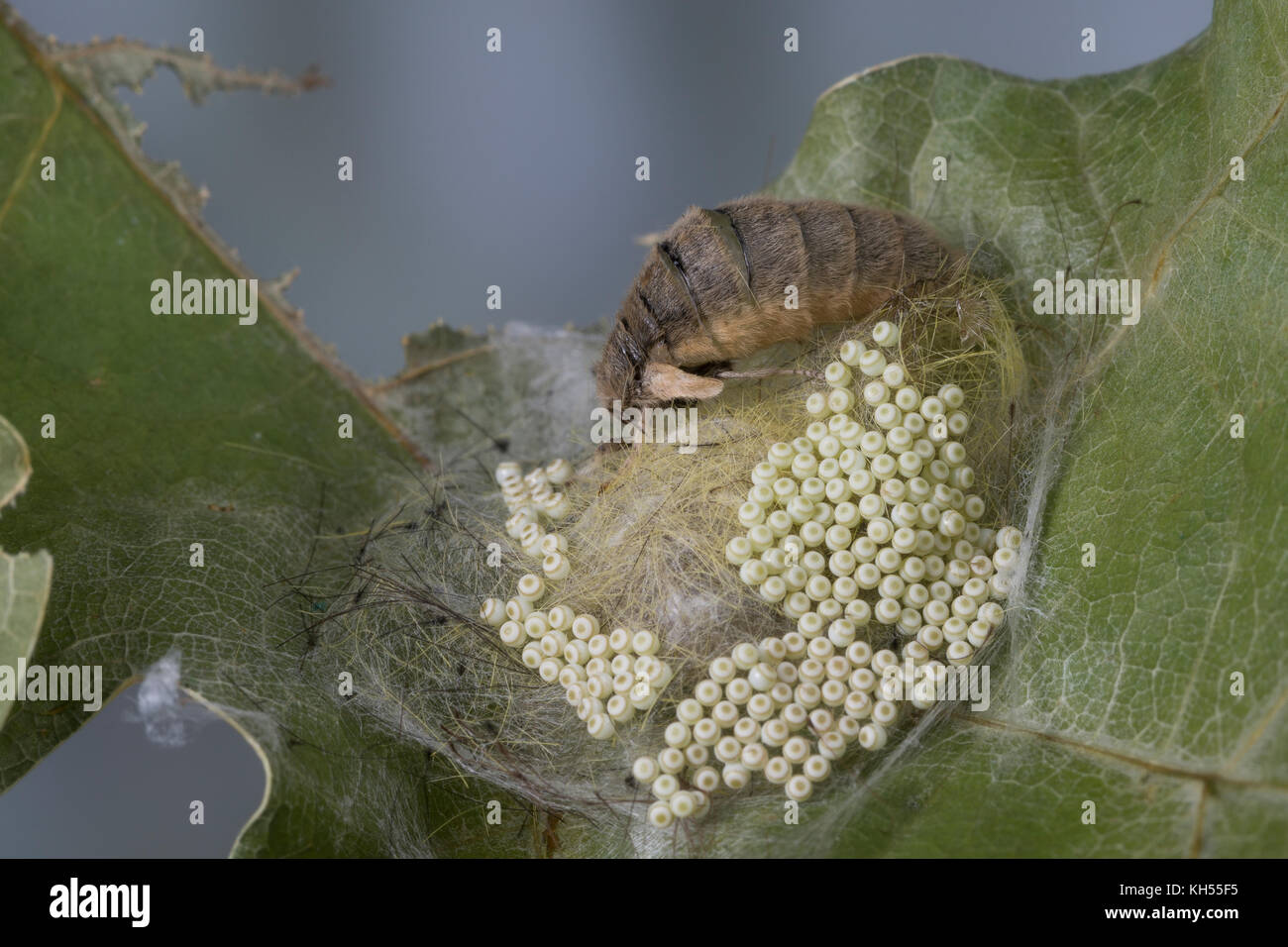 Schlehenspinner, flügelloses Weibchen bei der Eiablage, EI, Eier, Eigelege, Schlehen-Spinner, Kleiner Bürstenspinner, Schlehen-Bürstenspinner, Orgia Foto Stock