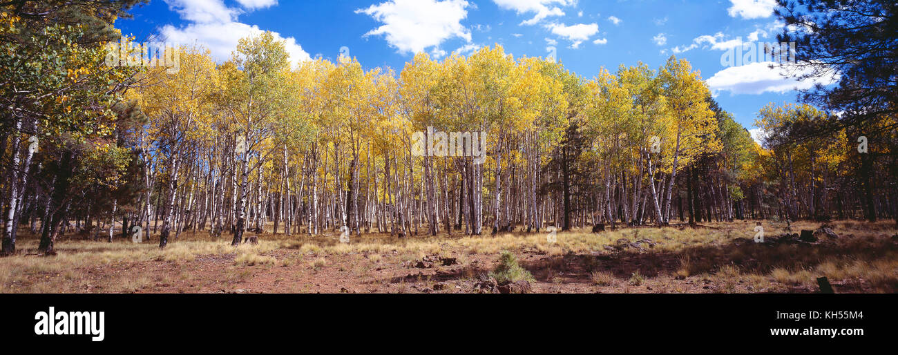 Stati Uniti d'America. In Arizona. Coconino National Forest. Aspen alberi in autunno. Foto Stock