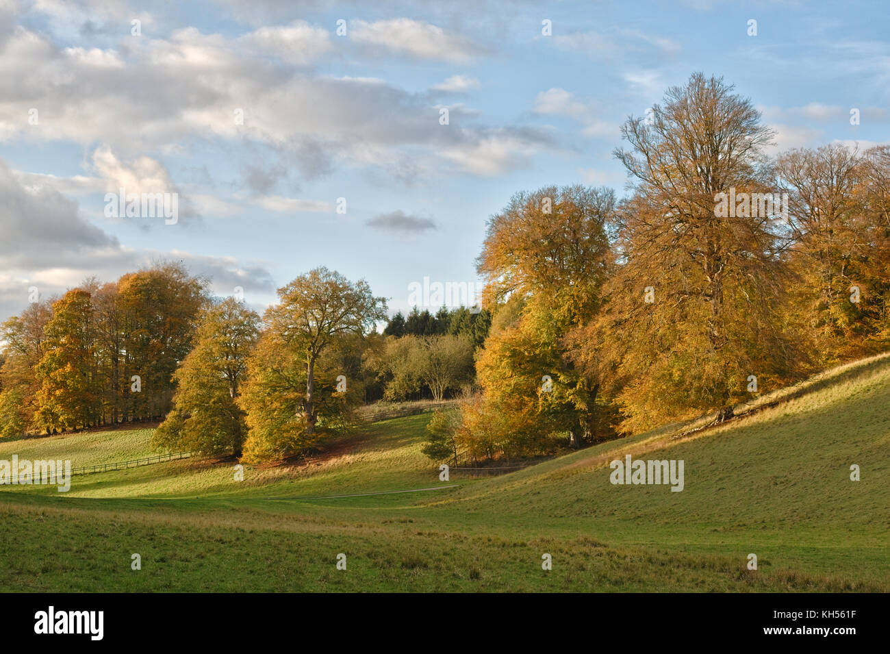 Fagus sylvatica. Autunno faggi nel tardo novembre la luce del sole. Parco di Blenheim, Oxfordshire, Inghilterra Foto Stock